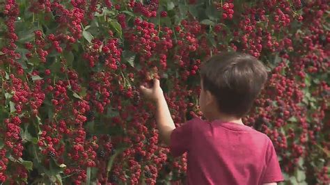 Rainy summer has been mostly beneficial to crops at Eckert’s in Belleville